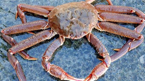 Types of Crabs: Varieties from Around the World (with .
